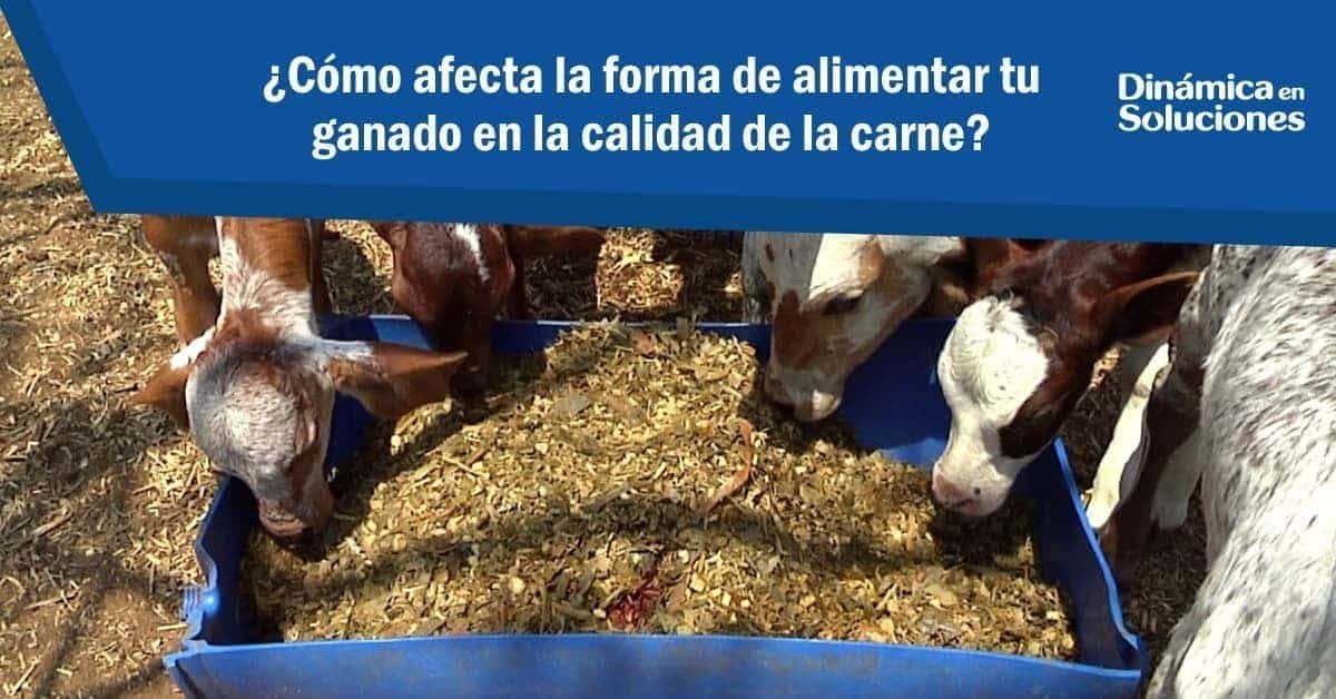 Alimenta tu ganado de forma correcta