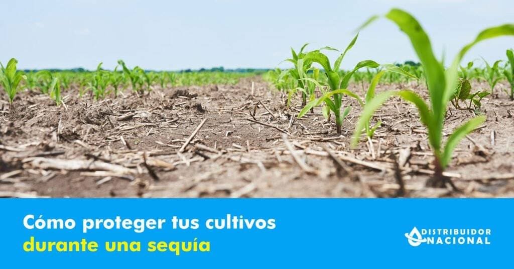 sequia-en-mexico-2025