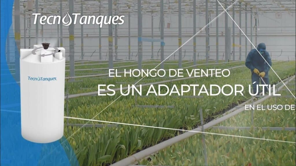 Hongo de venteo